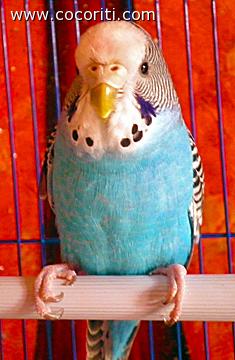 coccolacchiotto